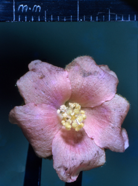 APII jpeg image of Hibiscus sturtii  © contact APII