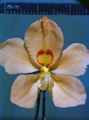 APII jpeg image of Petalostylis labicheoides  © contact APII