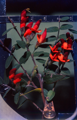 APII jpeg image of Bossiaea carinalis  © contact APII