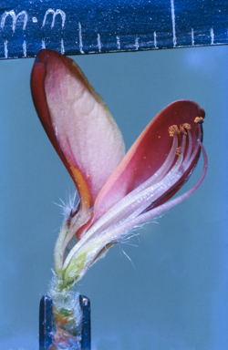 APII jpeg image of Pultenaea tuberculata  © contact APII