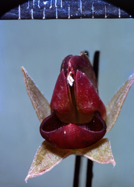 APII jpeg image of Gastrolobium  © contact APII