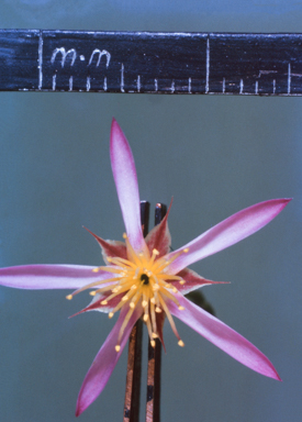 APII jpeg image of Calytrix exstipulata  © contact APII