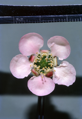 APII jpeg image of Leptospermum rotundifolium  © contact APII