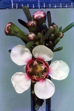 APII jpeg image of Astartea fascicularis  © contact APII