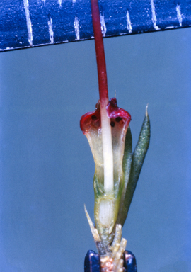 APII jpeg image of Darwinia fascicularis  © contact APII