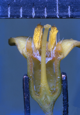 APII jpeg image of Boronia lanceolata  © contact APII