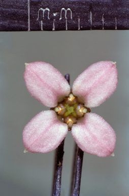 APII jpeg image of Santalum lanceolatum  © contact APII