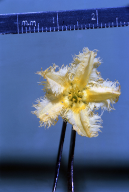 APII jpeg image of Osbeckia australiana  © contact APII