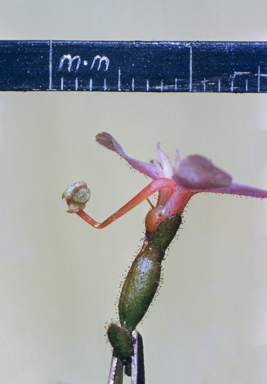 APII jpeg image of Mitrasacme  © contact APII