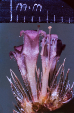 APII jpeg image of Spermacoce auriculata  © contact APII