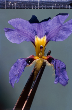 APII jpeg image of Dampiera ferruginea  © contact APII