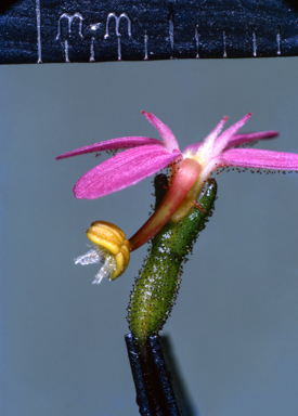 APII jpeg image of Goodenia connata  © contact APII