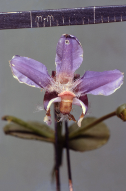 APII jpeg image of Craspedia variabilis  © contact APII