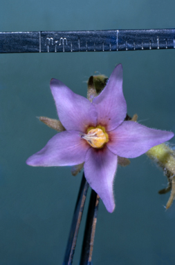 APII jpeg image of Halgania  © contact APII