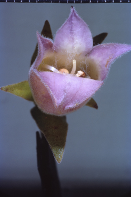 APII jpeg image of Eremophila  © contact APII