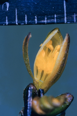 APII jpeg image of Thysanotus chinensis  © contact APII