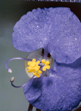 APII jpeg image of Commelina undulata  © contact APII