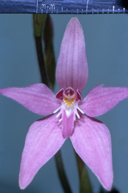 APII jpeg image of Caladenia  © contact APII