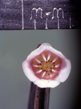 APII jpeg image of Thryptomene saxicola  © contact APII