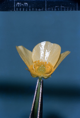 APII jpeg image of Ranunculus lappaceus  © contact APII