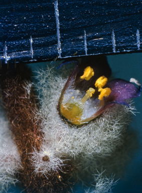 APII jpeg image of Newcastelia cladotricha  © contact APII