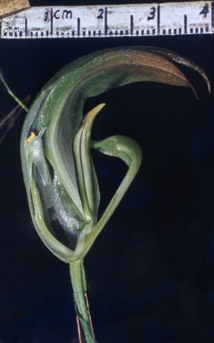 APII jpeg image of Pterostylis baptistii  © contact APII