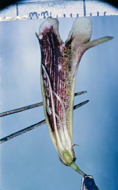 APII jpeg image of Pandorea pandorana  © contact APII