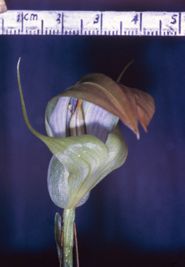 APII jpeg image of Pterostylis baptistii  © contact APII