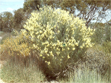 APII jpeg image of Grevillea integrifolia subsp. biformis  © contact APII