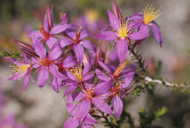 APII jpeg image of Calytrix eneabbensis  © contact APII