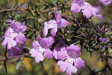 APII jpeg image of Hemiandra pungens  © contact APII