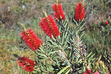 APII jpeg image of Callistemon glaucus  © contact APII