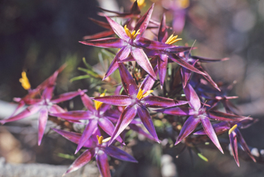 APII jpeg image of Calectasia grandiflora  © contact APII