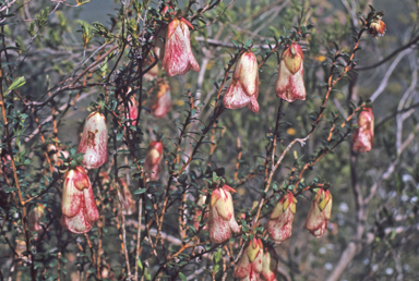 APII jpeg image of Darwinia macrostegia  © contact APII