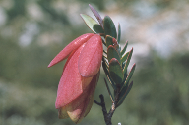 APII jpeg image of Pimelea physodes  © contact APII