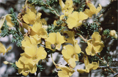 APII jpeg image of Lechenaultia formosa  © contact APII