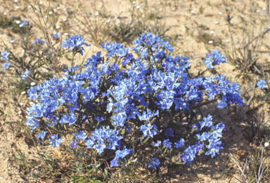 APII jpeg image of Lechenaultia biloba  © contact APII