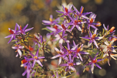 APII jpeg image of Calectasia grandiflora  © contact APII