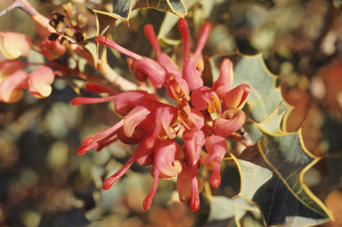 APII jpeg image of Grevillea insignis subsp. insignis  © contact APII