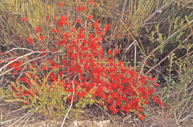 APII jpeg image of Lechenaultia formosa  © contact APII