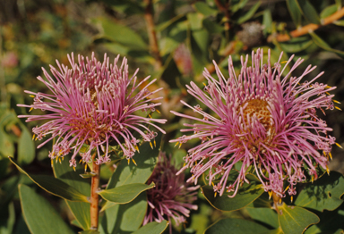 APII jpeg image of Isopogon latifolius  © contact APII