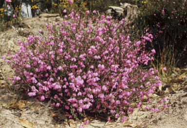 APII jpeg image of Tetratheca viminea  © contact APII