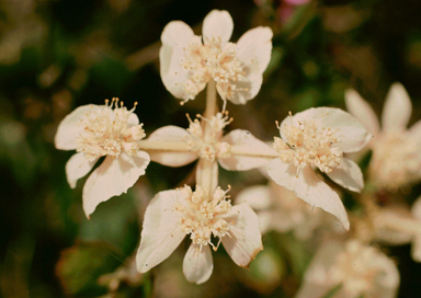 APII jpeg image of Xanthosia rotundifolia  © contact APII