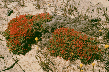 APII jpeg image of Lechenaultia tubiflora  © contact APII