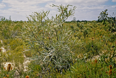 APII jpeg image of Banksia elegans  © contact APII