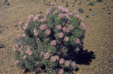 APII jpeg image of Isopogon formosus  © contact APII