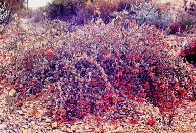 APII jpeg image of Grevillea pilosa subsp. pilosa  © contact APII