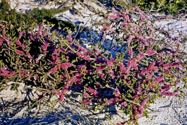 APII jpeg image of Melaleuca suberosa  © contact APII