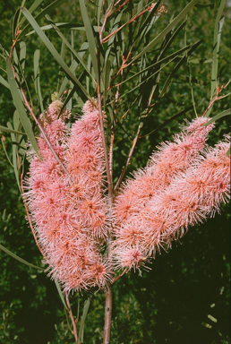 APII jpeg image of Hakea invaginata  © contact APII