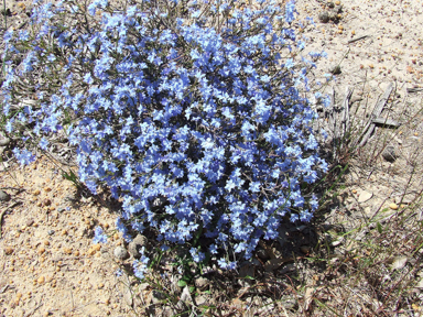 APII jpeg image of Lechenaultia biloba  © contact APII